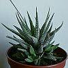 Haworthia attenuata