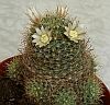 Mammillaria wildii