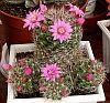 Mammillaria zeilmanniana