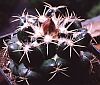 Coryphantha bumamma 