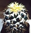 Coryphantha bumamma