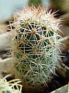 Coryphantha chihuahuensis