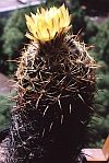 Coryphantha cornifera