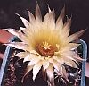 Coryphantha unicornis Boedeker