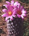 Gymnocactus beguinii