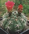 Gymnocalycium carmianthum