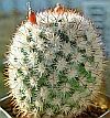 Mammillaria columbiana Salm-Dyck