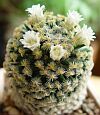 Mammillaria dumetorum