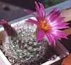 Mammillaria guelzowiana Werdermann