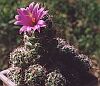 Mammillaria mazatlanensis