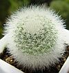 Mammillaria pilcayensis Bravo