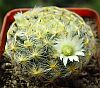 Mammillaria schiedeana Ehrenberg