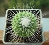 Mammillaria spinosissima (unpico) Lemaire