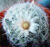 Mammillaria viereckii Boedeker