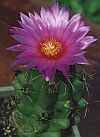 Thelocactus ehrenbergii