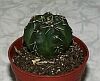 Gymnocalycium