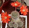 Rebutia senelis