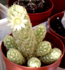 Mammillaria elongata